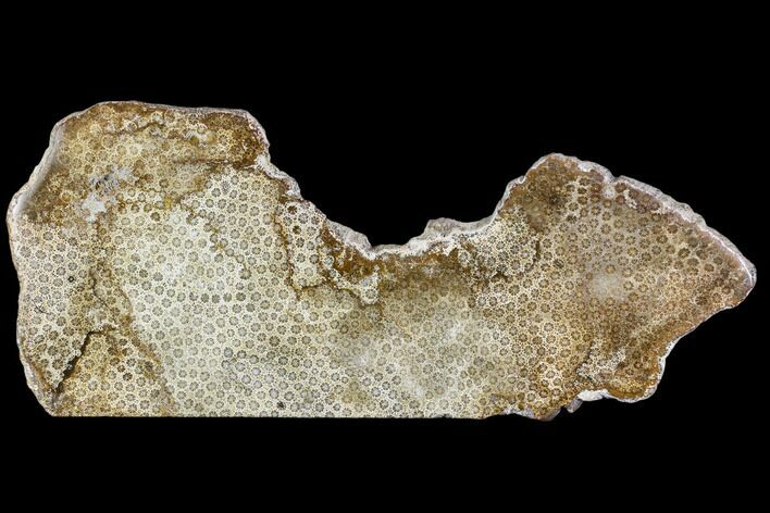 Polished, Fossil Coral Slab - Indonesia #112494